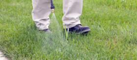 Weed Out Lawn Spray